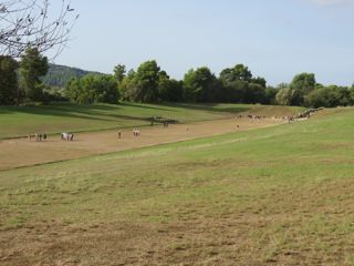 The track at Olympia.