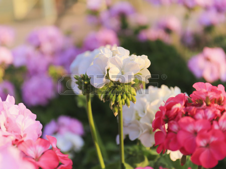 25907324-geranium-flowers-in-the-garden