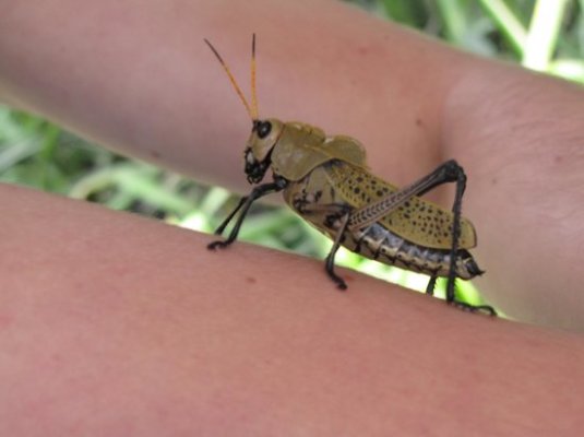 huge-grasshopper-in-palo
